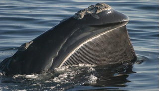 Can’t get here from there: New research suggests baleen filters emerged independently from ancient “raptorial” teeth. (Image: Mason Weinrich, Whale Center of New England)